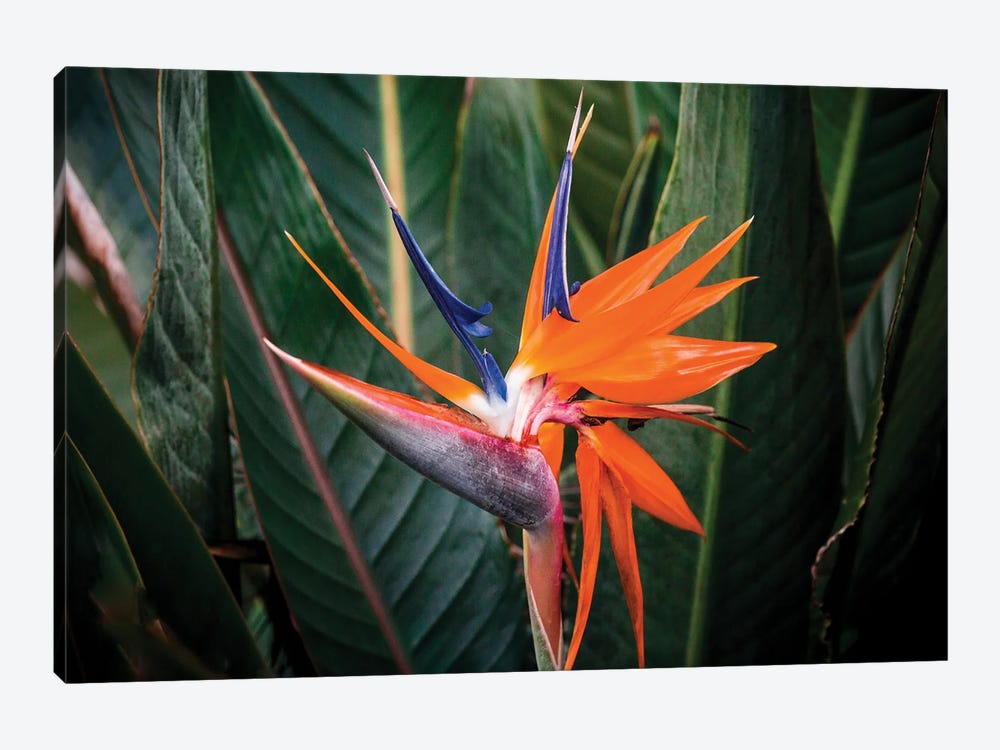 Bird Of Paradise III by Shane Myers 1-piece Canvas Print