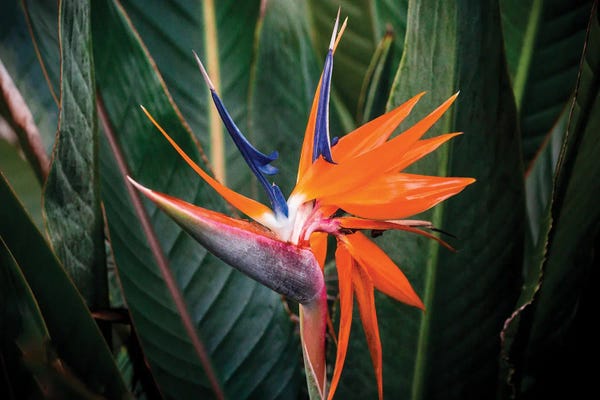 Birds Of Paradise: Bird Of Paradise III by Shane Myers