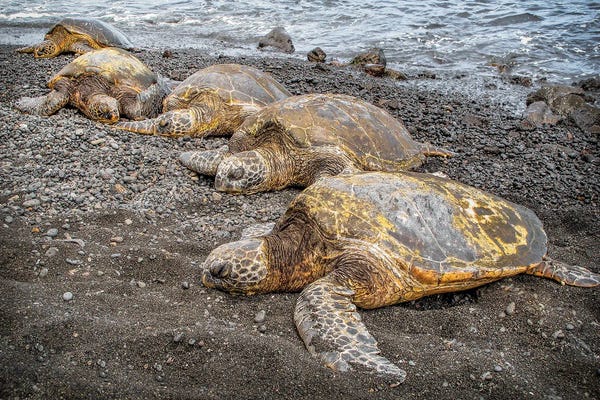 Turtles: Black Sand Breather by Shane Myers