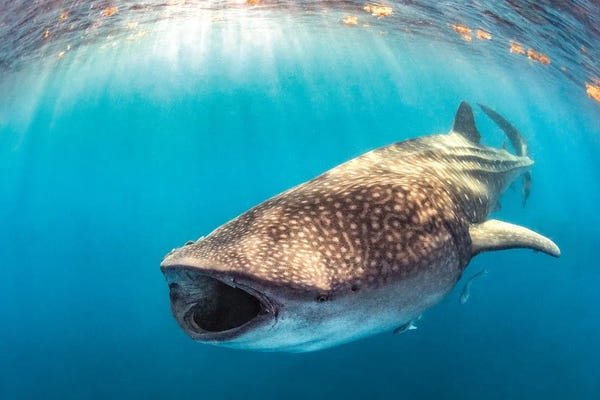 Sharks: Big Gulp, Eh by Shane Myers