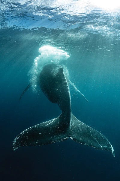 Minimalist Wildlife Photography: Bubble Whip by Shane Myers