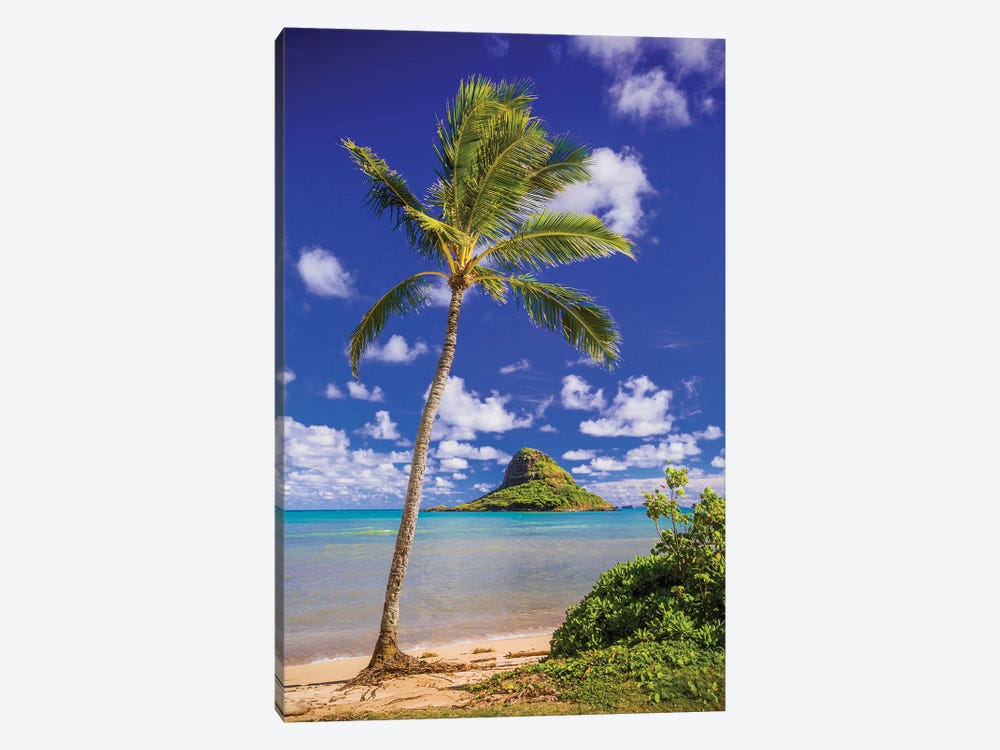 Coconut Cap by Shane Myers 1-piece Canvas Wall Art