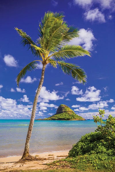 Blue: Coconut Cap by Shane Myers