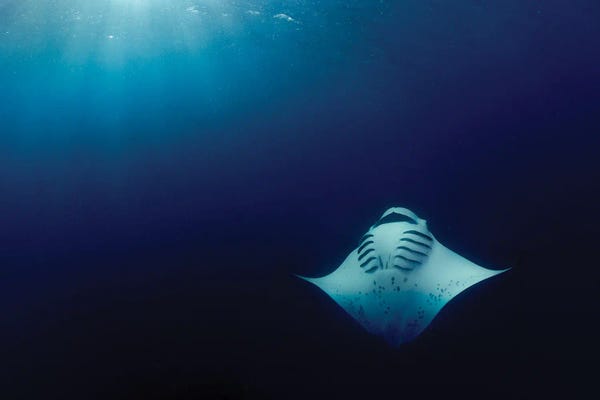 Minimalist Wildlife Photography: Deep Sun by Shane Myers