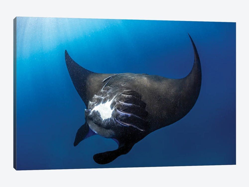 Devil Ray by Shane Myers 1-piece Canvas Print