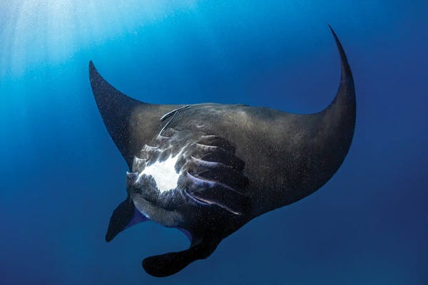 Rays: Devil Ray by Shane Myers
