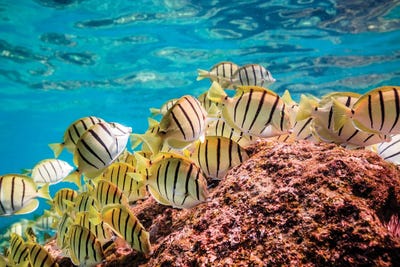 Dinner by Shane Myers framed canvas print