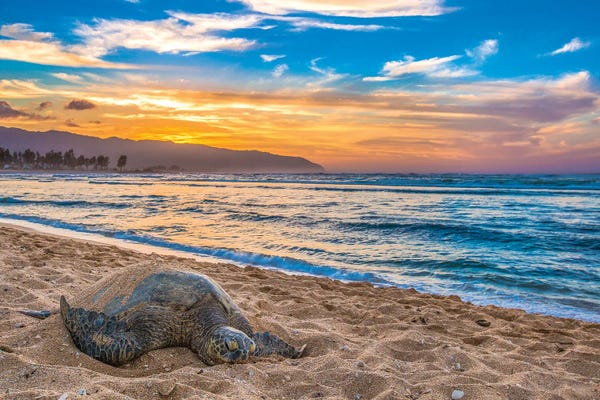 Turtles: Face Time by Shane Myers