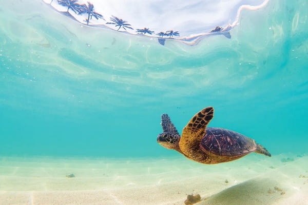 Turtles: Flips by Shane Myers