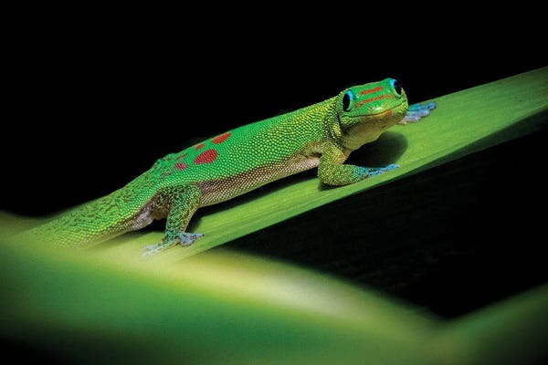 Lizards: Gold Dust by Shane Myers