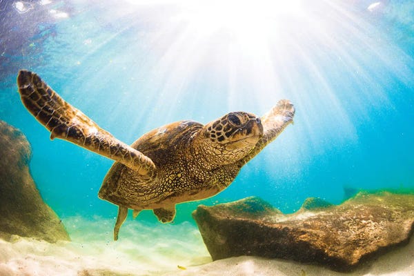 Turtles: Gyro Twist by Shane Myers