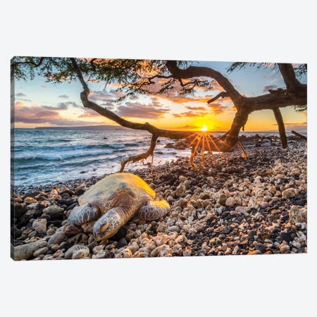 Happy Place Canvas Print #MYR38} by Shane Myers Canvas Wall Art