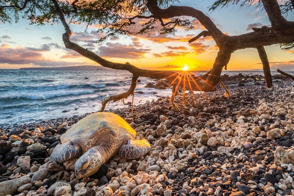 Rocky Beaches: Happy Place by Shane Myers