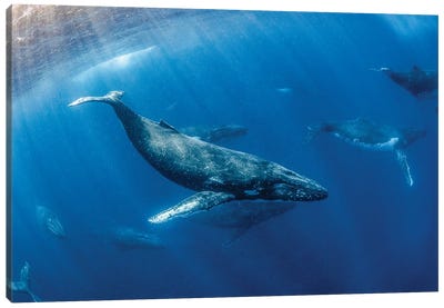 Heat Run Canvas Art Print - Humpback Whale Art