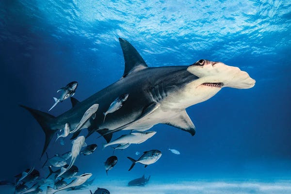 Sharks: Alice by Shane Myers