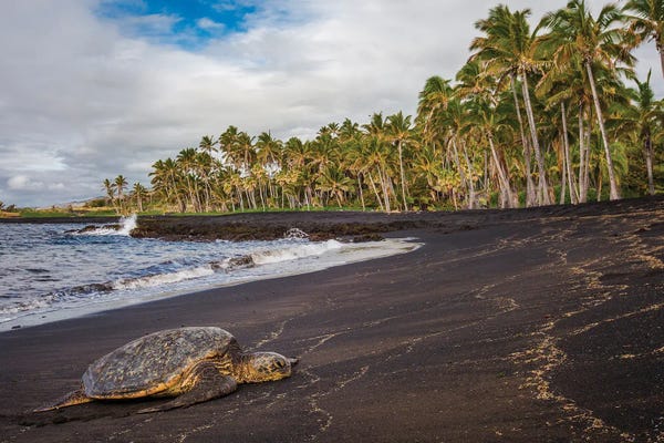 Turtles: Relax by Shane Myers