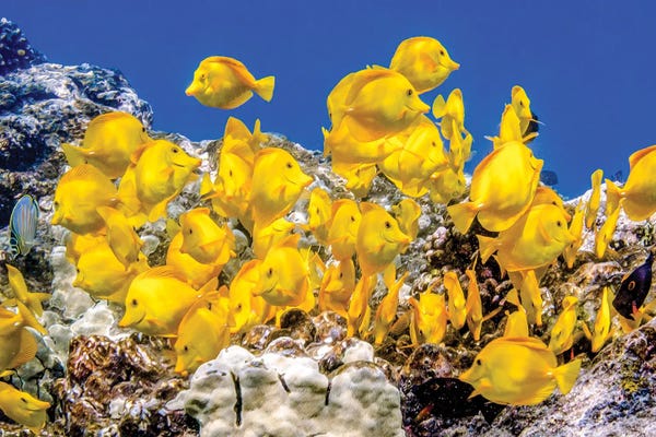 The Big Island (Island Of Hawai'i): Kona Gold by Shane Myers