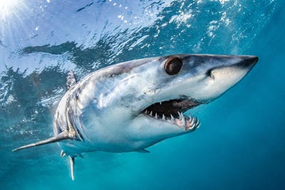 Mako Magic by Shane Myers art print