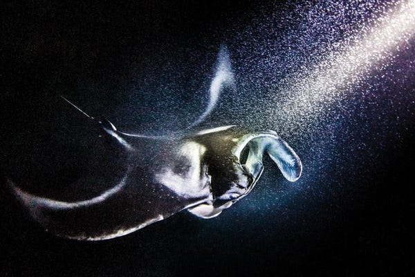 Shane Myers: Manta Ray by Shane Myers