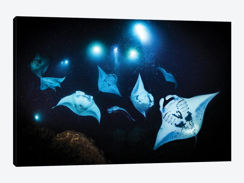 Manta Squad by Shane Myers 1-piece Canvas Print