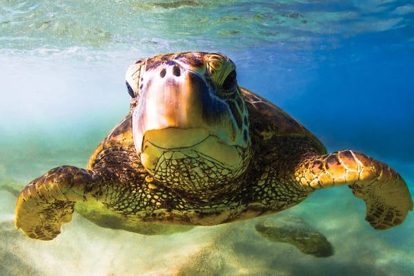 Turtles: Mean Muggin by Shane Myers