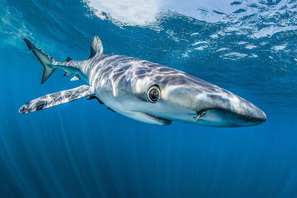 Sharks: Ojos Locos by Shane Myers