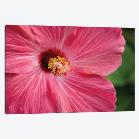 Pink Hibiscus II Canvas Print #MYR65} by Shane Myers Canvas Artwork