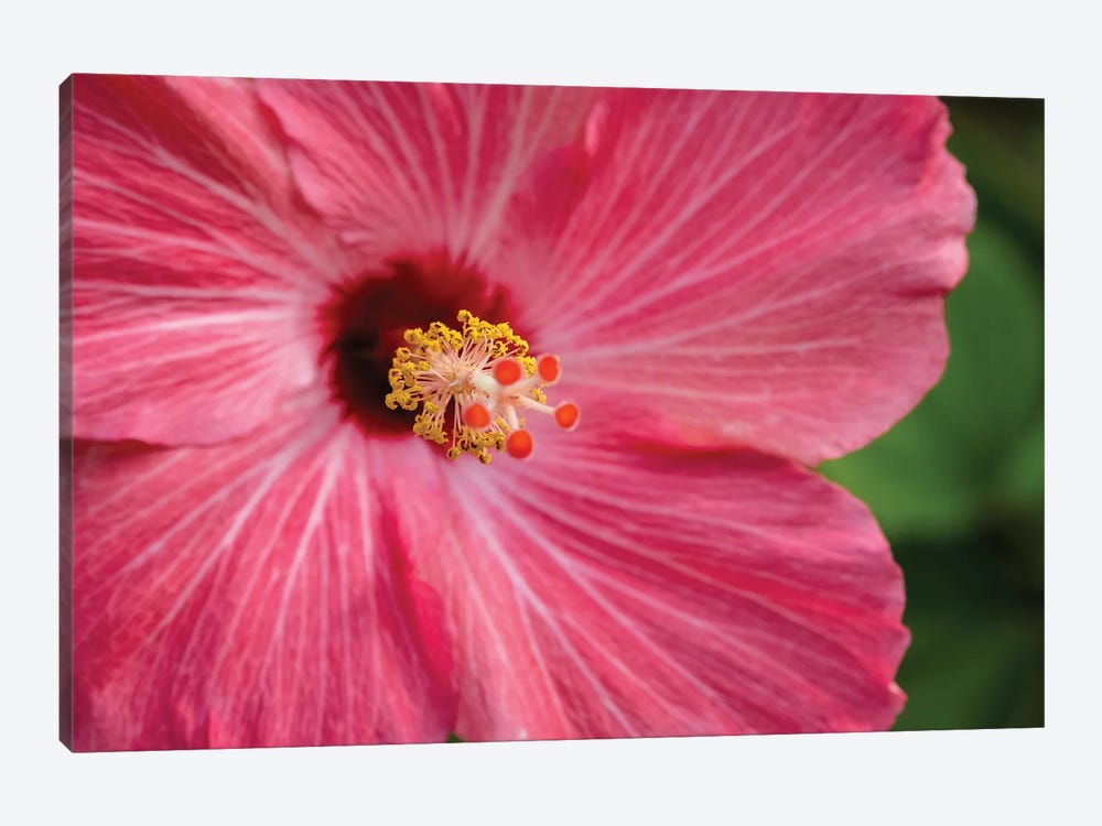 Pink Hibiscus II by Shane Myers 1-piece Canvas Print