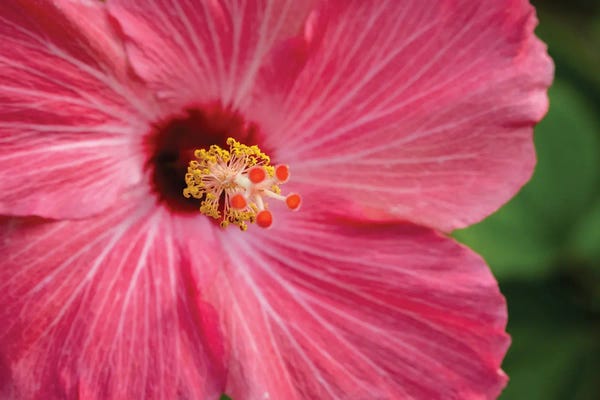 Hibiscuses: Pink Hibiscus II by Shane Myers