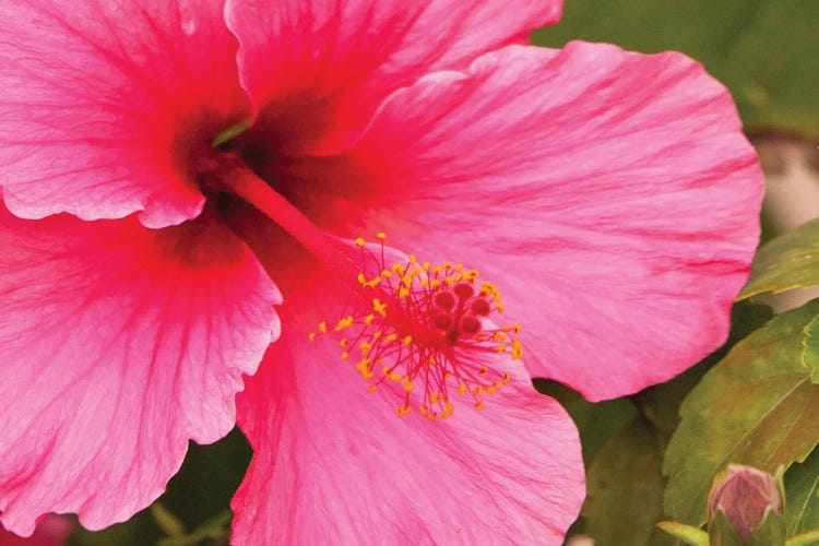 Pink Hibiscus