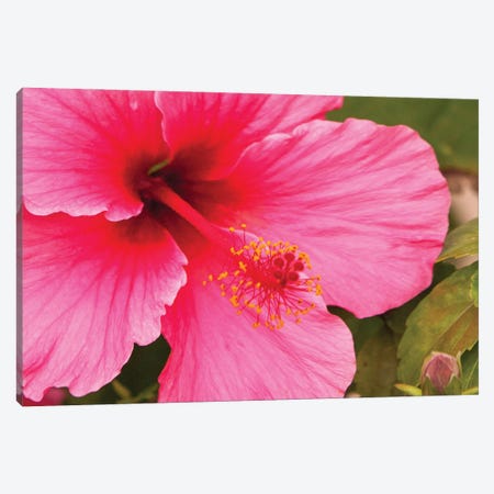 Pink Hibiscus Canvas Print #MYR66} by Shane Myers Canvas Art