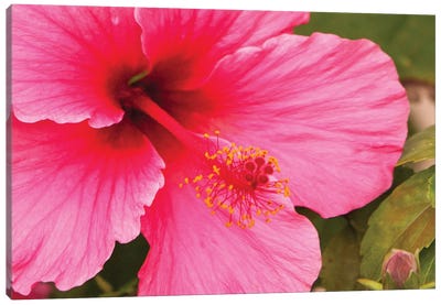 Pink Hibiscus Canvas Art Print - Hibiscus Art