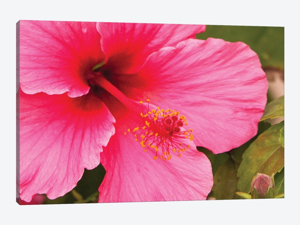 Pink Hibiscus by Shane Myers 1-piece Canvas Artwork