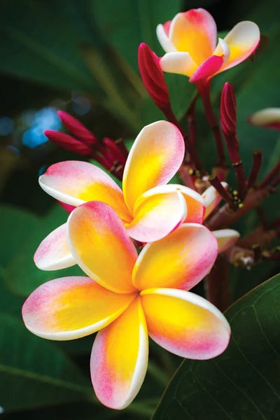 Hawaii: Pinky by Shane Myers