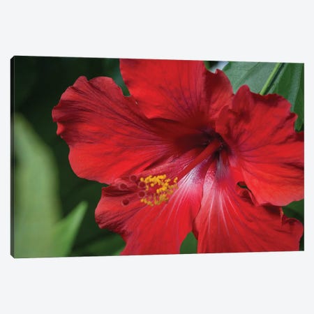 Red Hibiscus Canvas Print #MYR69} by Shane Myers Canvas Print