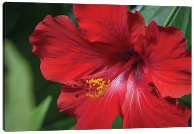 Red Hibiscus Canvas Art Print - Hibiscus Art
