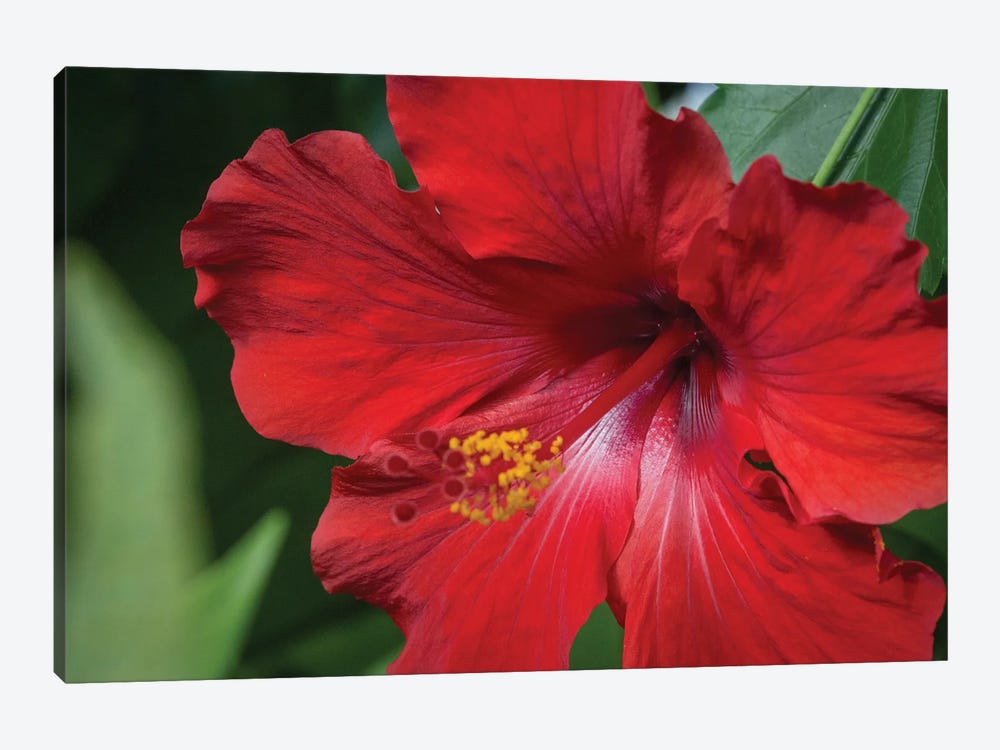Red Hibiscus by Shane Myers 1-piece Canvas Print