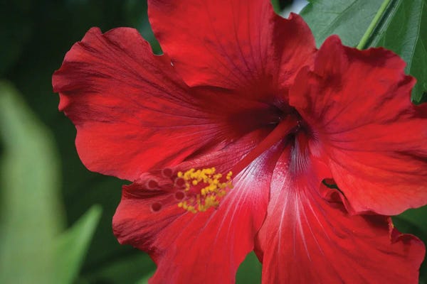 Hibiscuses: Red Hibiscus by Shane Myers