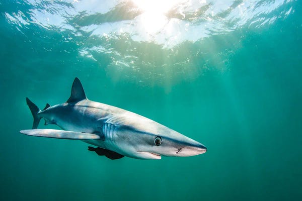 Sharks: Azul De Agua Verde by Shane Myers