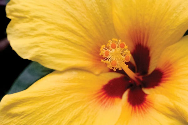 Hibiscuses: Pua Aloalo by Shane Myers