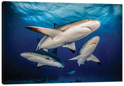 Reef Trio Canvas Art Print - Shark Art