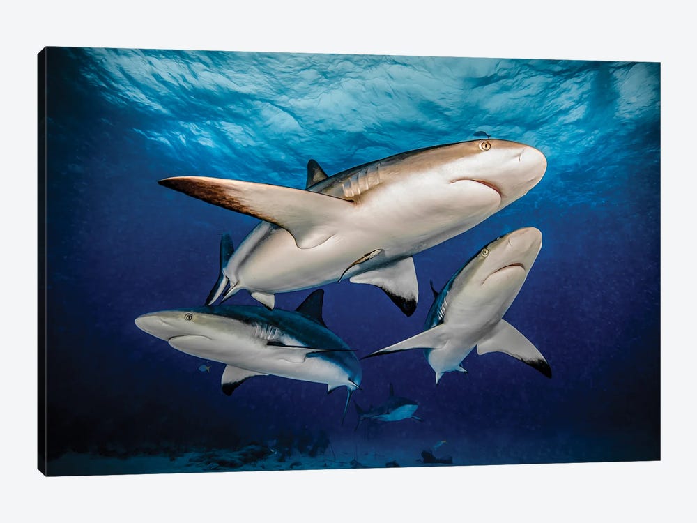 Reef Trio by Shane Myers 1-piece Canvas Art
