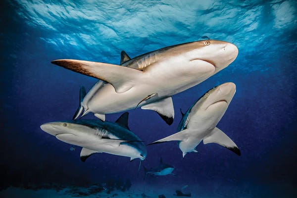 Sharks: Reef Trio by Shane Myers