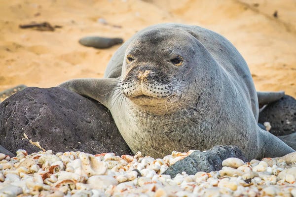 Seals: Rock Pals by Shane Myers