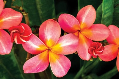 Rosey Pink by Shane Myers canvas print