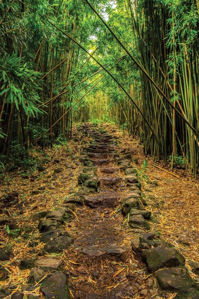 Bamboo: Bamboozled by Shane Myers