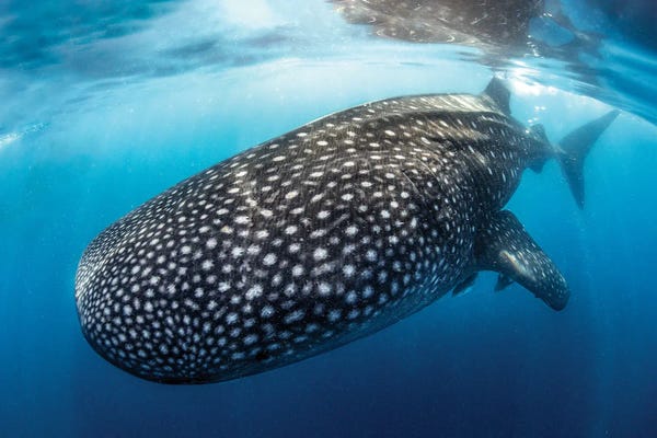 Sharks: Submarine by Shane Myers