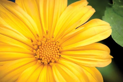 Sunny Daze by Shane Myers framed canvas print