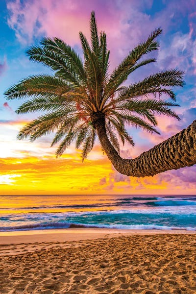 Hawaii: That Tree by Shane Myers