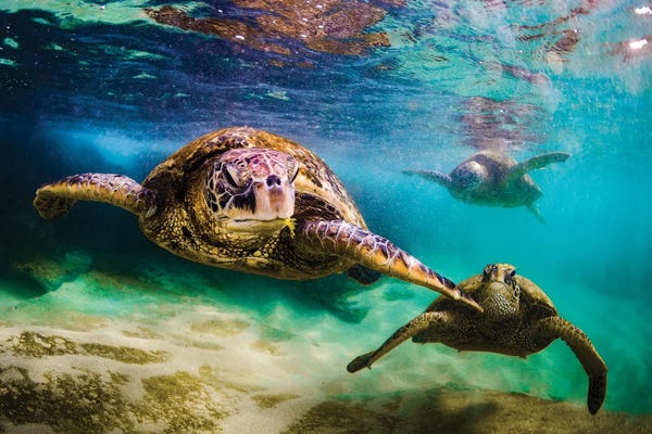 Turtles: The Crew by Shane Myers